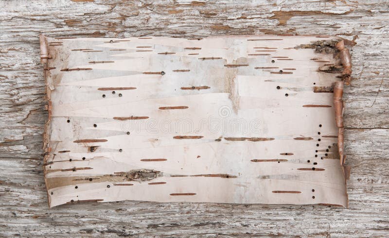 Birch bark on the old wooden background. Birch bark on the old wooden background