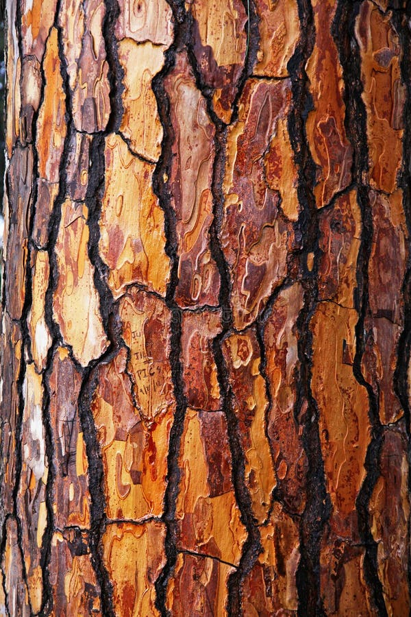 Corteza de Brown del árbol de pino imagen de archivo libre de regalías Corteza de Brown del árbol de pino imagen de archivo libre de regalías