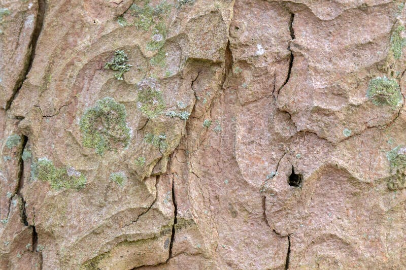 Close Up Bark Of A Acer Pseudoplatanus Tree At Amsterdam The Netherlands 19-3-2024. Close Up Bark Of A Acer Pseudoplatanus Tree At Amsterdam The Netherlands 19-3-2024.