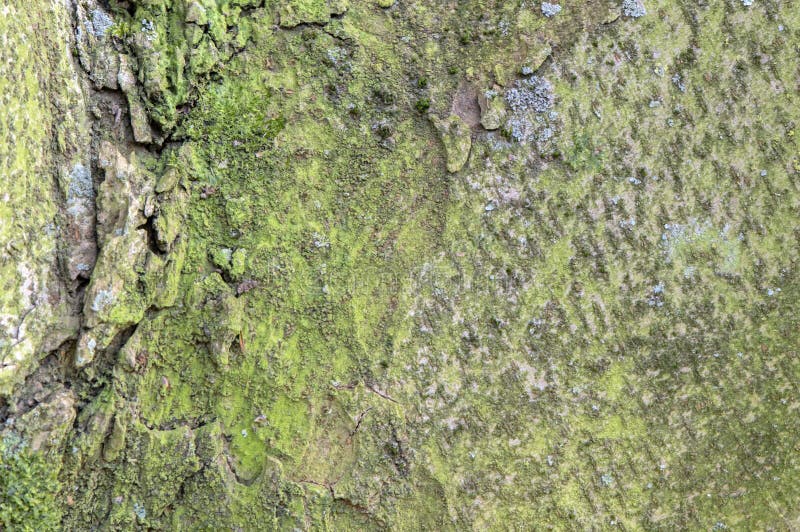 Close Up Bark Of A Zelkova Serrata Tree At Amsterdam The Netherlands 21-3-2024. Close Up Bark Of A Zelkova Serrata Tree At Amsterdam The Netherlands 21-3-2024.