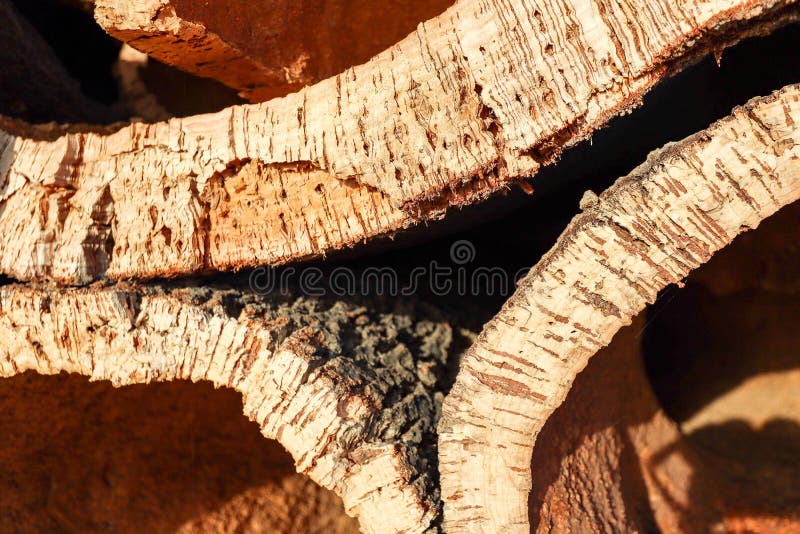 Corteza de corcho recolectada del tronco del árbol de alcornoque Quercus suber para la producción industrial de tapón de corcho d fotos de archivo libres de regalías Corteza de corcho recolectada del tronco del árbol de alcornoque Quercus suber para la producción industrial de tapón de corcho d fotos de archivo libres de regalías
