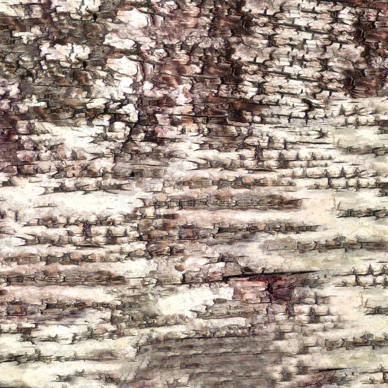 Corteza del primer de la textura del abedul imagenes de archivo Corteza del primer de la textura del abedul imagenes de archivo