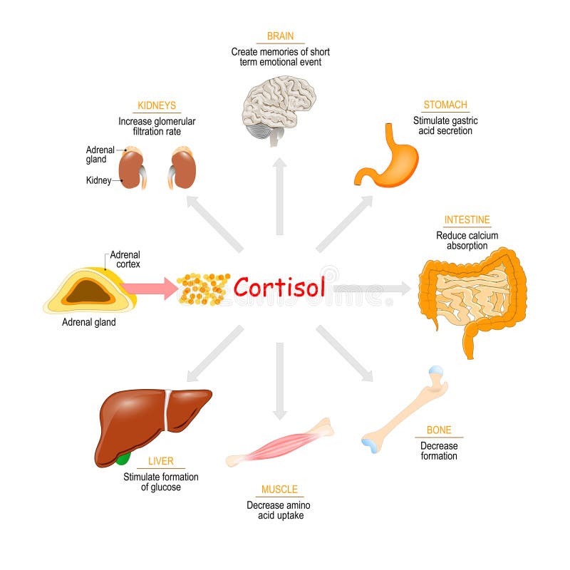 Cortisol-hormoon Gezondheidseffecten