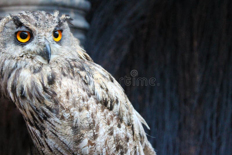 A coruja com laranja eyes o close-up foto de stock royalty free A coruja com laranja eyes o close-up foto de stock royalty free