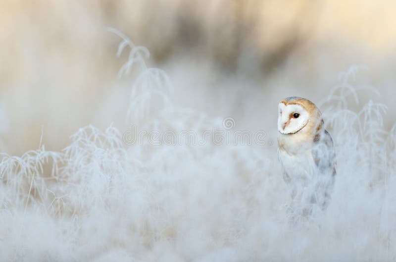 Coruja de celeiro do pássaro, Tyto alba, sentando-se na grama branca da escarcha no sol da luz da manhã do inverno fotografia de stock Coruja de celeiro do pássaro, Tyto alba, sentando-se na grama branca da escarcha no sol da luz da manhã do inverno fotografia de stock