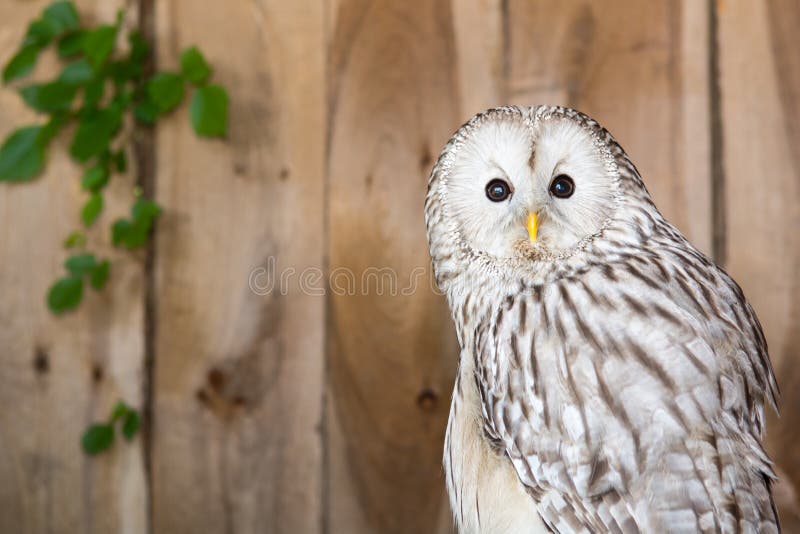 A close up of a cute Ural Owl. A close up of a cute Ural Owl.