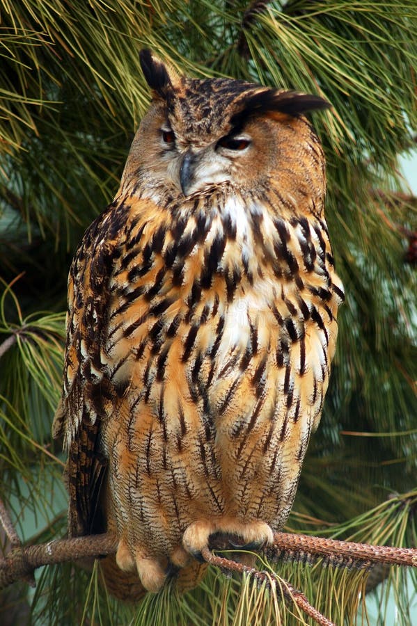 An eagle owl, oehoe, an almost extinct bird species in belgium. An eagle owl, oehoe, an almost extinct bird species in belgium.