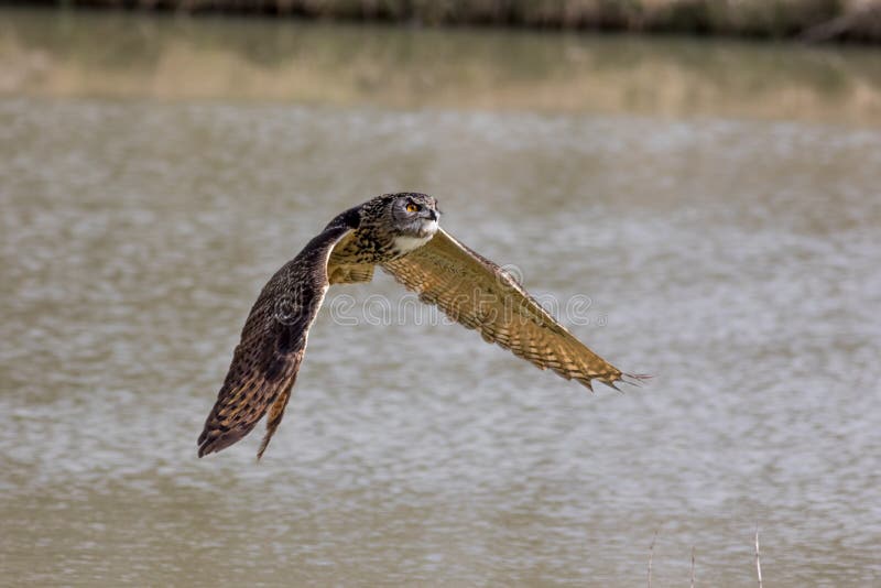 Coruja de águia euro-asiática ou europeia pássaro da Eagle-coruja de rapina que voa o ab imagens de stock Coruja de águia euro-asiática ou europeia pássaro da Eagle-coruja de rapina que voa o ab imagens de stock
