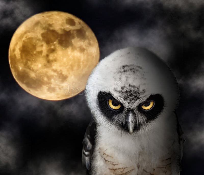 Coruja e Lua cheia imagens de stock Coruja e Lua cheia imagens de stock