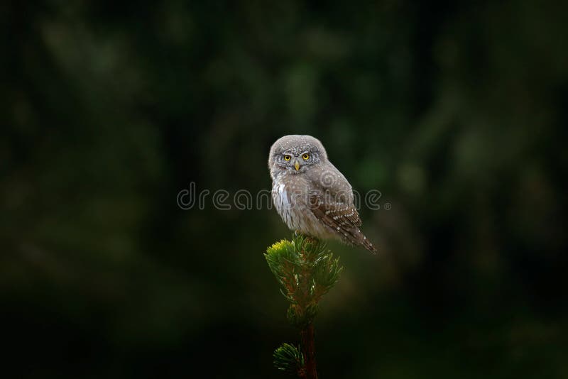 Tinny bird Eurasian Pygmy Owl, sitting on spruce tree trunk with clear dark green forest background, in the nature habitat, Czech, Europe. Tinny bird Eurasian Pygmy Owl, sitting on spruce tree trunk with clear dark green forest background, in the nature habitat, Czech, Europe.