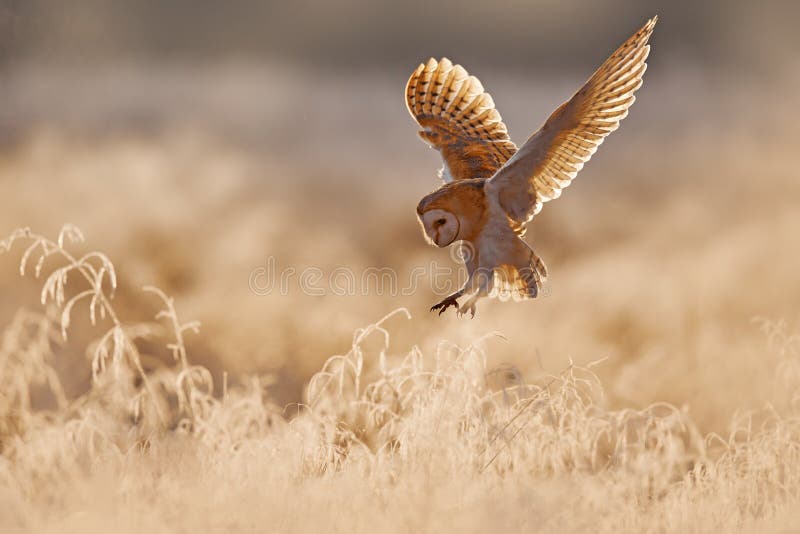 Coruja matuta do reino unido. coruja caçadora coruja selvagem na manhã boa luz. belo animal na natureza foto de stock