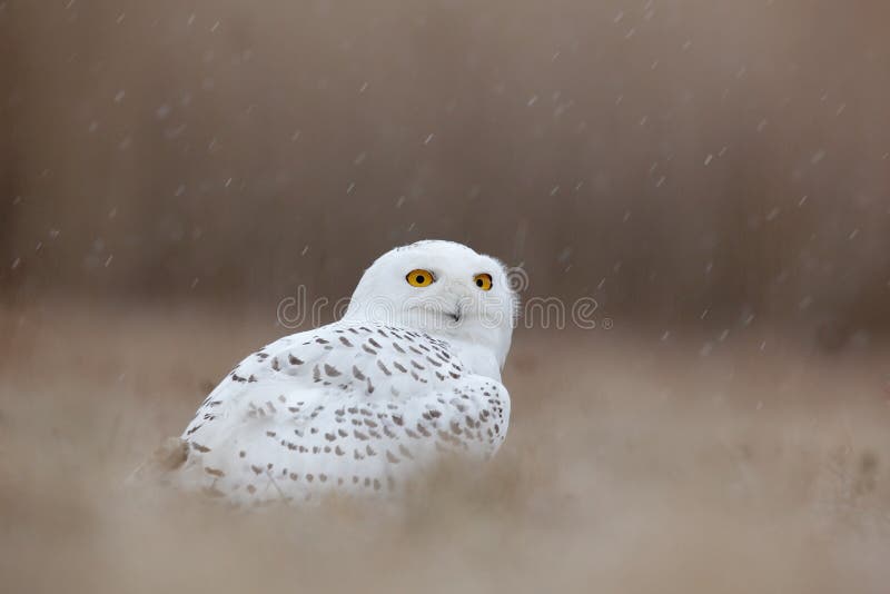 Bird snowy owl with yellow eyes sitting in grass, scene with clear foreground and background, Norway, rain. Bird snowy owl with yellow eyes sitting in grass, scene with clear foreground and background, Norway, rain