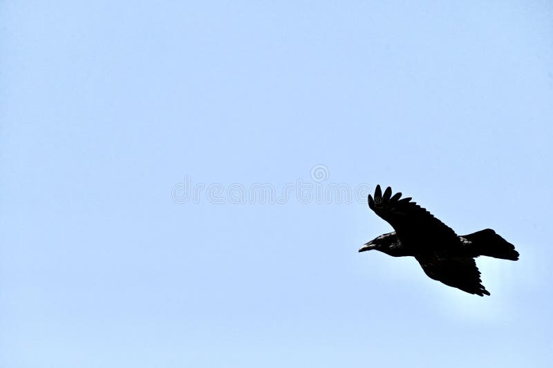 The North American Common Raven, Corvus corax principalis, has the largest bill, along with a bigger body and glossier feathers, but not the biggest or glossiest.  
Ravens and humans have coexisted for millenniums, in part because raven are so highly intelligent and adaptable, omnivorous.  
In addition, they can live from the Arctic regions to the deserts of North Africa. 
This North American Common Raven is one of eight species of Common Ravens.
As seen flying over San Francisco on 
20 March 2022. The North American Common Raven, Corvus corax principalis, has the largest bill, along with a bigger body and glossier feathers, but not the biggest or glossiest.  
Ravens and humans have coexisted for millenniums, in part because raven are so highly intelligent and adaptable, omnivorous.  
In addition, they can live from the Arctic regions to the deserts of North Africa. 
This North American Common Raven is one of eight species of Common Ravens.
As seen flying over San Francisco on 
20 March 2022.