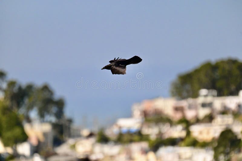 The North American Common Raven, Corvus corax principalis, has the largest bill, along with a bigger body and glossier feathers, but not the biggest or glossiest.  
Ravens and humans have coexisted for millenniums, in part because raven are so highly intelligent and adaptable, omnivorous.  
In addition, they can live from the Arctic regions to the deserts of North Africa. 
This North American Common Raven is one of eight species of Common Ravens.
As seen flying over San Francisco on 
20 March 2022. The North American Common Raven, Corvus corax principalis, has the largest bill, along with a bigger body and glossier feathers, but not the biggest or glossiest.  
Ravens and humans have coexisted for millenniums, in part because raven are so highly intelligent and adaptable, omnivorous.  
In addition, they can live from the Arctic regions to the deserts of North Africa. 
This North American Common Raven is one of eight species of Common Ravens.
As seen flying over San Francisco on 
20 March 2022.