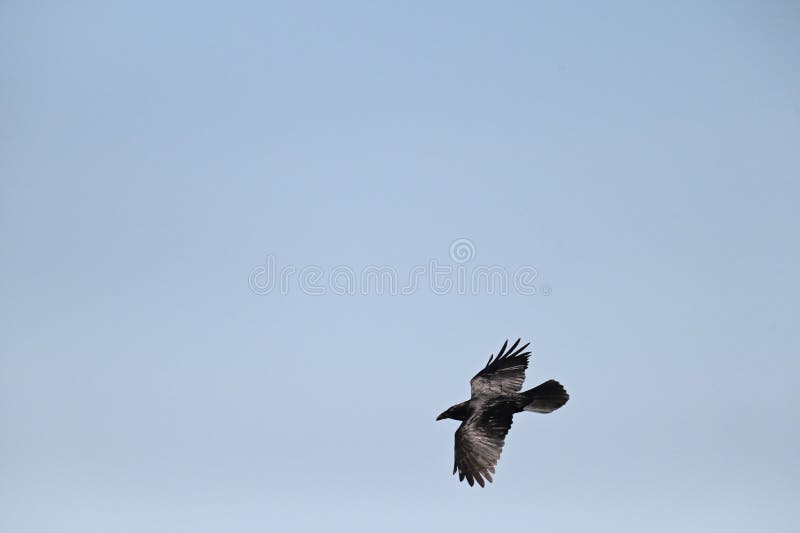 The North American Common Raven, Corvus corax principalis, has the largest bill, along with a bigger body and glossier feathers, but not the biggest or glossiest.  
Ravens and humans have coexisted for millenniums, in part because raven are so highly intelligent and adaptable, omnivorous.  
In addition, they can live from the Arctic regions to the deserts of North Africa. 
This North American Common Raven is one of eight species of Common Ravens.
As seen flying over San Francisco on 
20 March 2022. The North American Common Raven, Corvus corax principalis, has the largest bill, along with a bigger body and glossier feathers, but not the biggest or glossiest.  
Ravens and humans have coexisted for millenniums, in part because raven are so highly intelligent and adaptable, omnivorous.  
In addition, they can live from the Arctic regions to the deserts of North Africa. 
This North American Common Raven is one of eight species of Common Ravens.
As seen flying over San Francisco on 
20 March 2022.