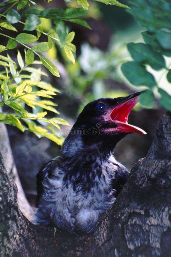 Corvo incappucciato (corax del Corvus) fotografia stock libera da diritti