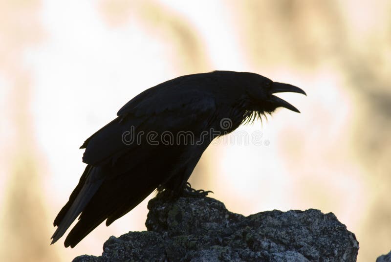 Corvo nero fotografie stock libere da diritti Corvo nero fotografie stock libere da diritti