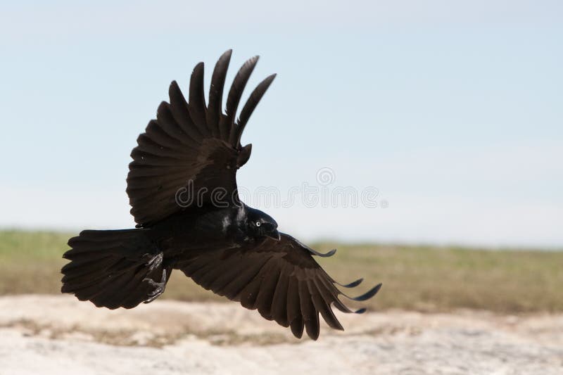 Corvo nero che entra sbarcare. fotografia stock libera da diritti Corvo nero che entra sbarcare. fotografia stock libera da diritti