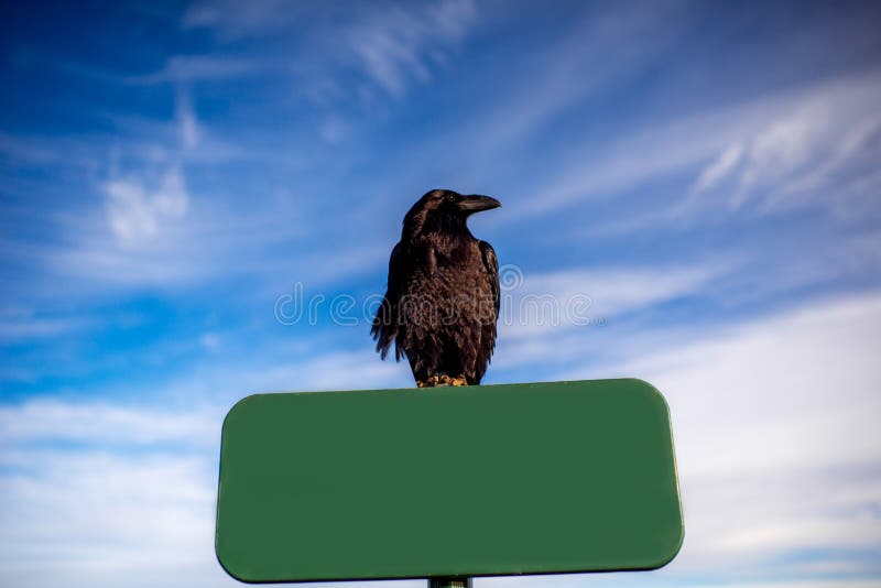 Corvo nero sui precedenti del cielo fotografia stock libera da diritti Corvo nero sui precedenti del cielo fotografia stock libera da diritti