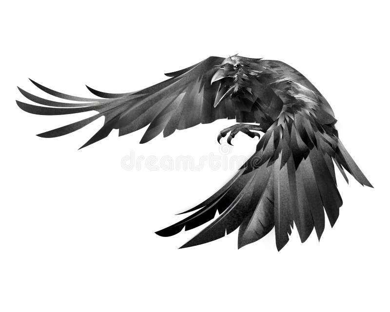 Corvo pintado que ataca um pássaro em um fundo branco ilustração royalty free Corvo pintado que ataca um pássaro em um fundo branco ilustração royalty free