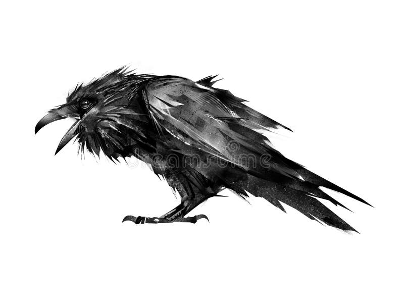 Corvo pintado que senta-se em um fundo branco ilustração royalty free Corvo pintado que senta-se em um fundo branco ilustração royalty free