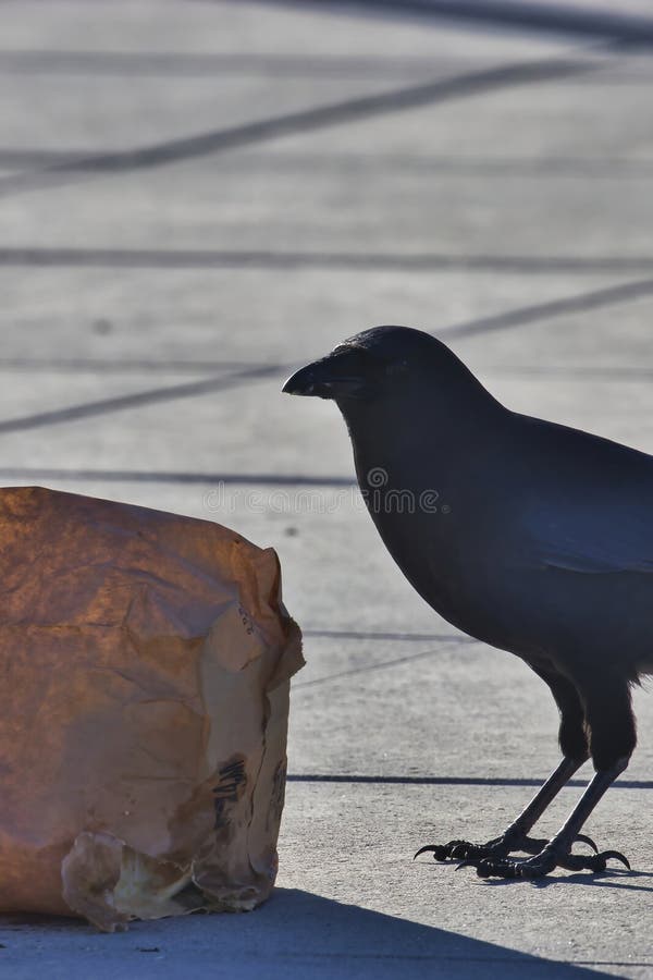 Corvo preto escuro pica num saco de papel fotos de stock