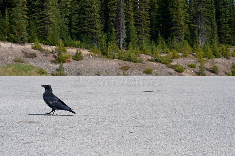 Corvo que anda em um parque de estacionamento fotografia de stock Corvo que anda em um parque de estacionamento fotografia de stock