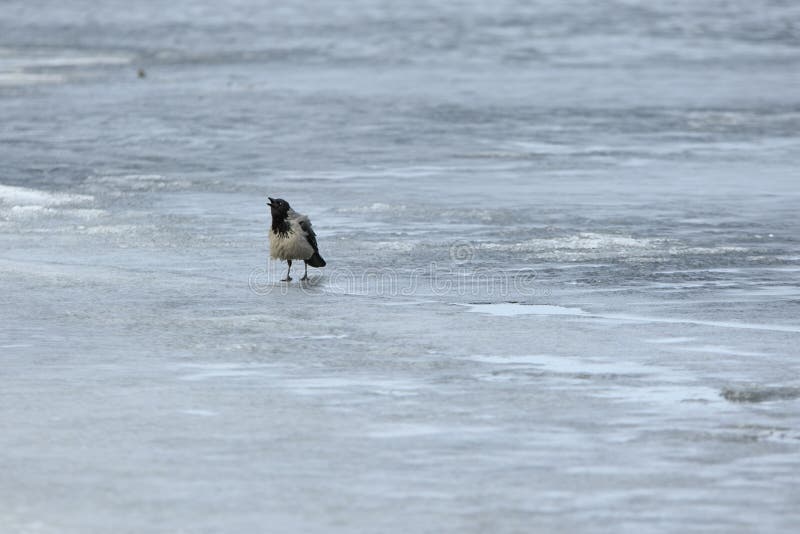 Single gray crow stands on the ice and croaks. Single gray crow stands on the ice and croaks