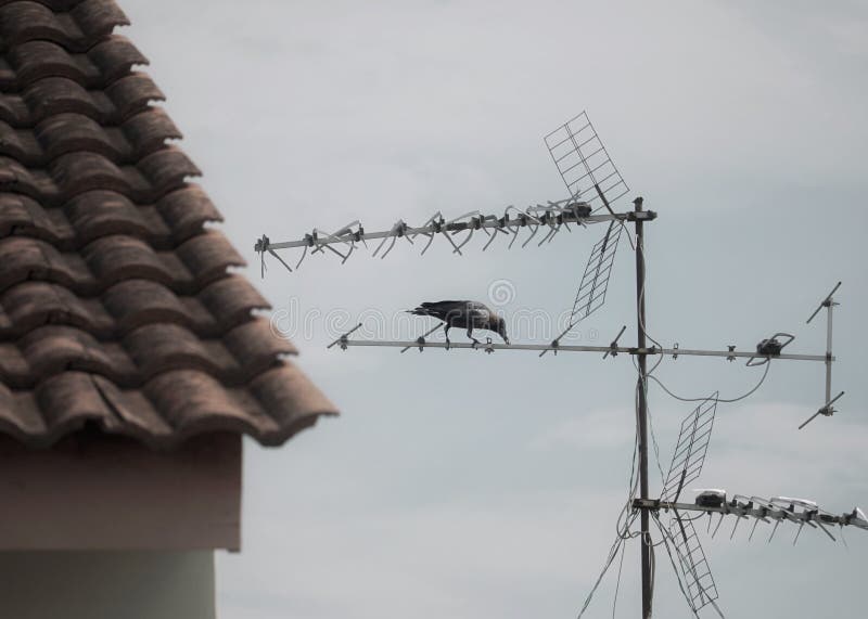 Corvo sul tetto dell'antenna