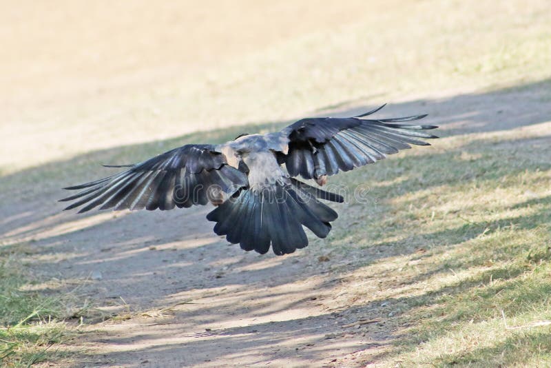 Crow in flight. Close up. Back view, Israel, Middle East. Crow in flight. Close up. Back view, Israel, Middle East