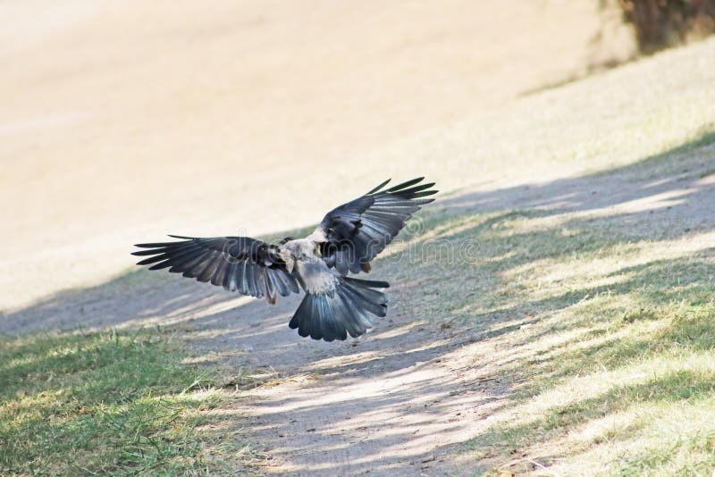 Crow in flight. Close up. Back view, Israel, Middle East. Crow in flight. Close up. Back view, Israel, Middle East