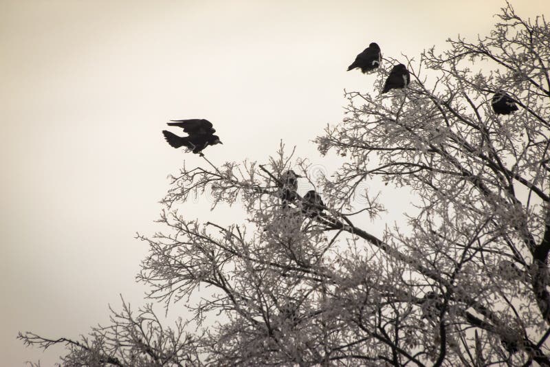 Corvos nos ramos secos cobertos com a neve no inverno fotos de stock royalty free