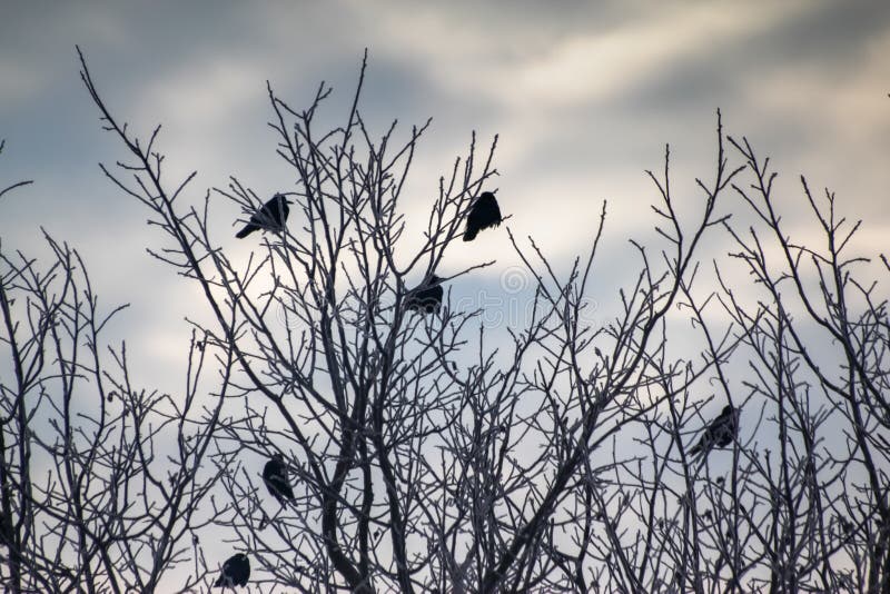 Corvos nos ramos secos cobertos com a neve no inverno foto de stock