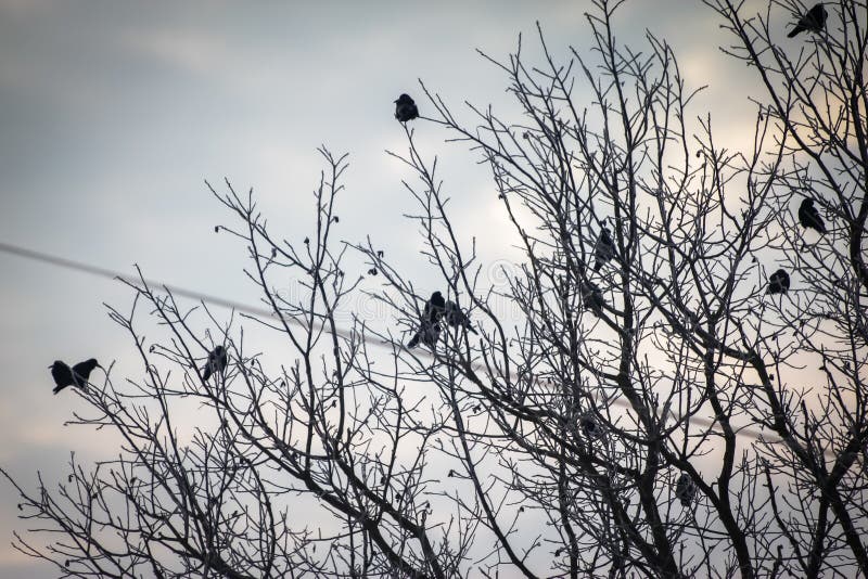 Corvos nos ramos secos cobertos com a neve no inverno fotografia de stock