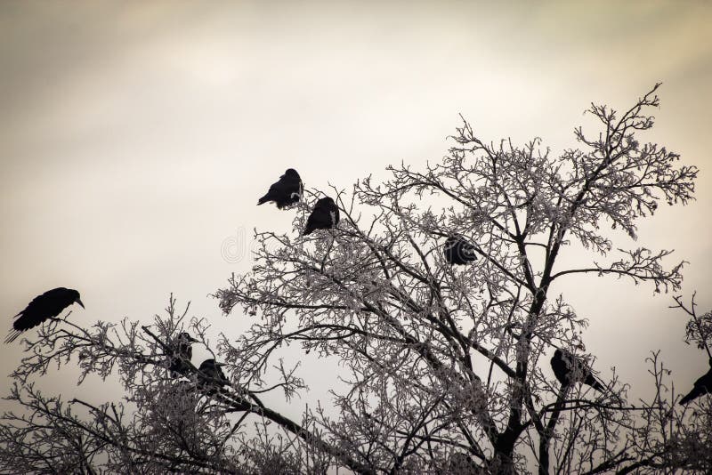 Corvos nos ramos secos cobertos com a neve no inverno foto de stock royalty free