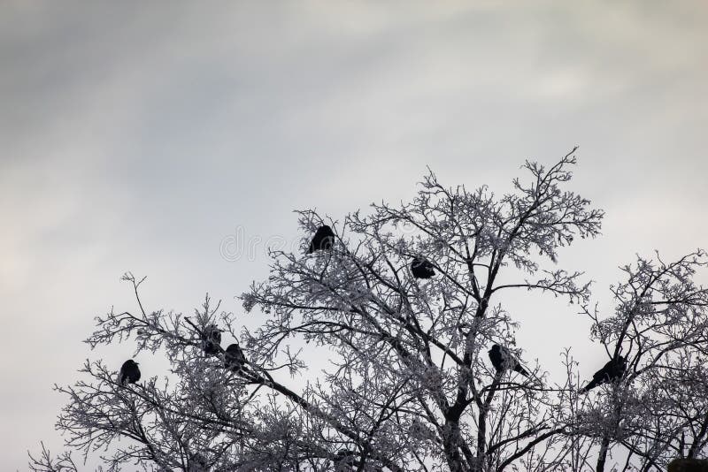 Corvos nos ramos secos cobertos com a neve no inverno imagens de stock royalty free