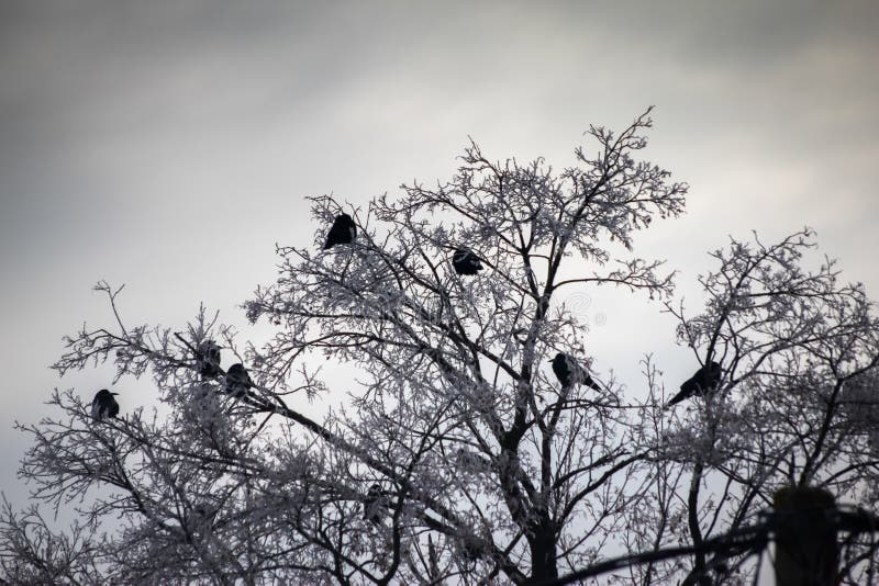 Corvos nos ramos secos cobertos com a neve no inverno fotografia de stock royalty free