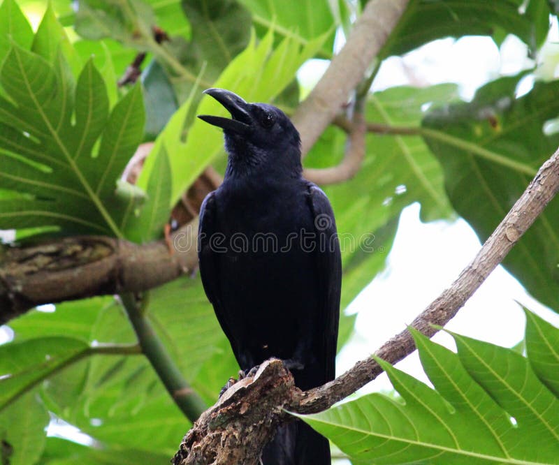 Crows Bird Looking Upwards