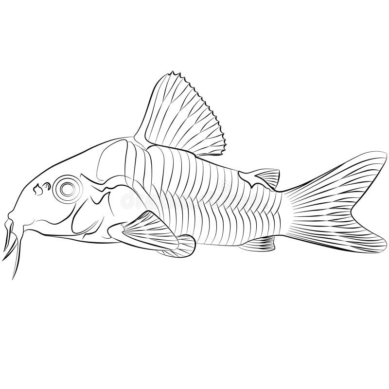 Corydoras Catfish Stock Illustrations – 15 Corydoras Catfish Stock  Illustrations, Vectors & Clipart - Dreamstime