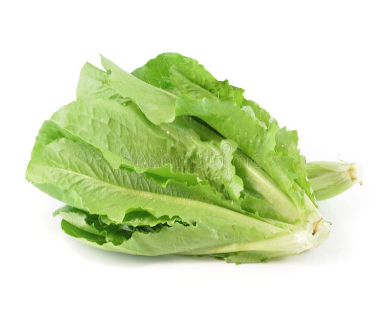 Cos Lettuce stock photo. Image of white, fibre, isolated 174438794
