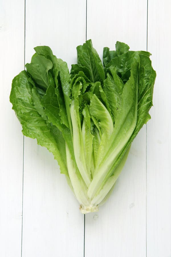 Delicious crispy cos lettuce isolated on whitewashed board. Crispy diet stock images, royalty-free photos and pictures