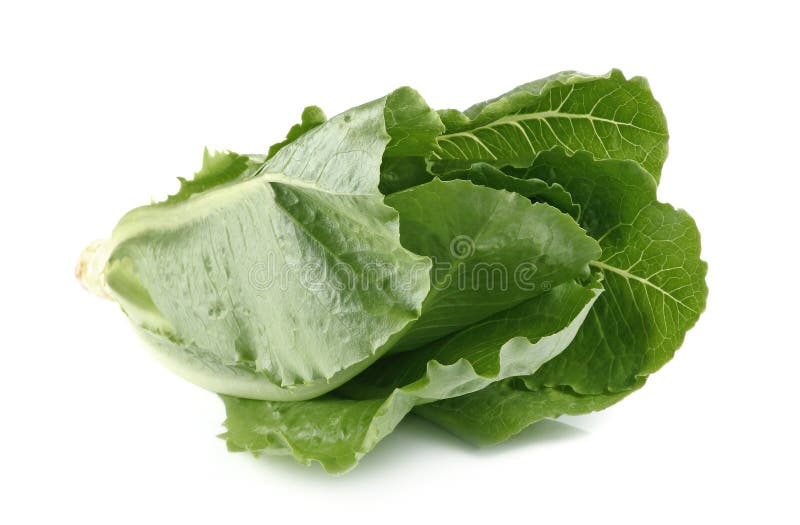 Cos Lettuce, Romaine Lettuce Isolated on White Stock Photo Image of cutout, dietary 51029560