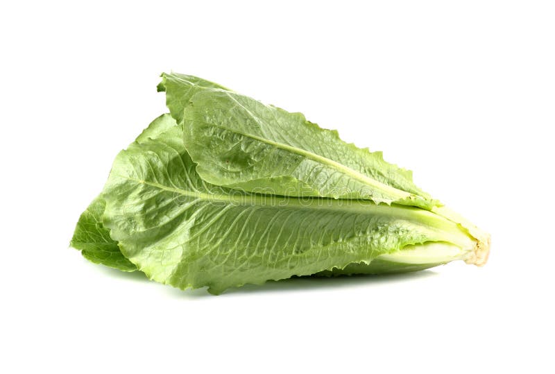 Cos Lettuce, Romaine Lettuce on White Background Stock Image Image of dietary, nutrition 50072103