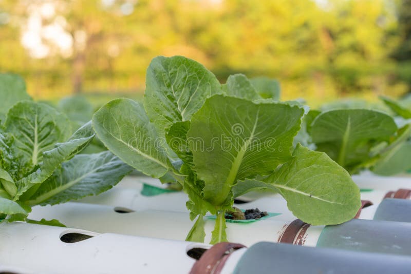 Cos Romaine Lettuce Hydroponic Stock Image Image of fresh, industry