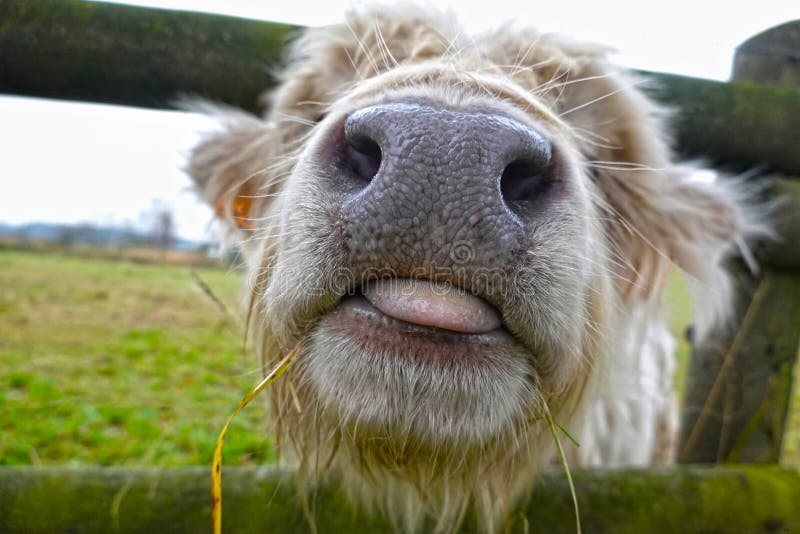 Scottish highland cattle, close up of head with nostrils and tongue