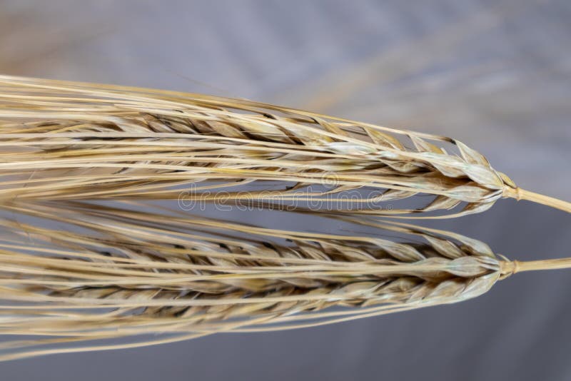 Gold wheat straws spikes close-up on mirror glass background with reflection. Agriculture cereals crops seeds spikelets, summer harvest time. Gold wheat straws spikes close-up on mirror glass background with reflection. Agriculture cereals crops seeds spikelets, summer harvest time