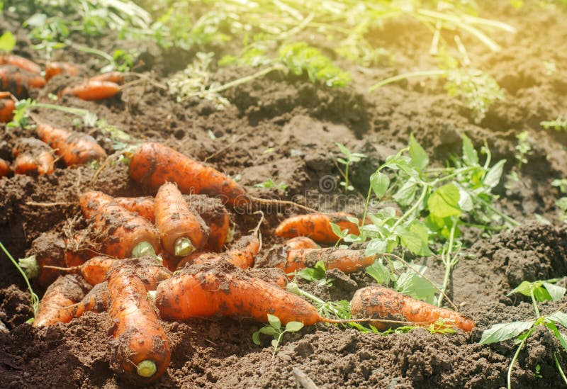 Cosecha de la zanahoria en el campo Verduras org? nicas crecientes Zanahorias reci? n cosechadas Agricultura de la cosecha del vera fotografía de archivo libre de regalías