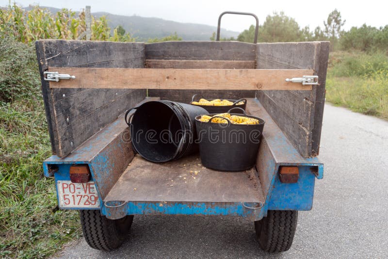 Cosecha de maíz en cestas de un camión Cultivo de maíz, agricultura orgánica, producción de alimentos y hortalizas, tierras agríc imágenes de archivo libres de regalías Cosecha de maíz en cestas de un camión Cultivo de maíz, agricultura orgánica, producción de alimentos y hortalizas, tierras agríc imágenes de archivo libres de regalías