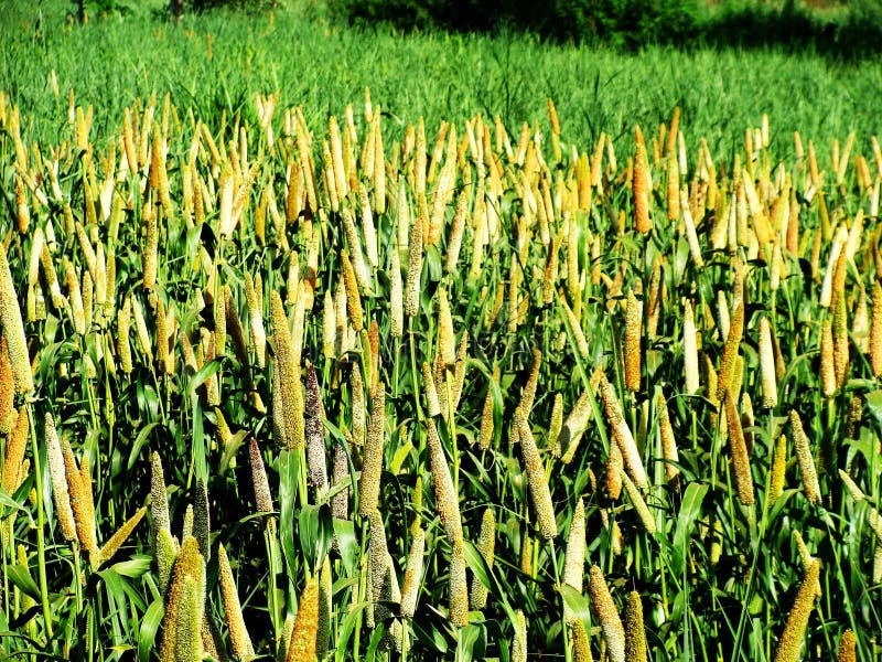 Photograph of Millet Crop. Millet is a widely used small seeded food grain in India and world over. Photograph of Millet Crop. Millet is a widely used small seeded food grain in India and world over.