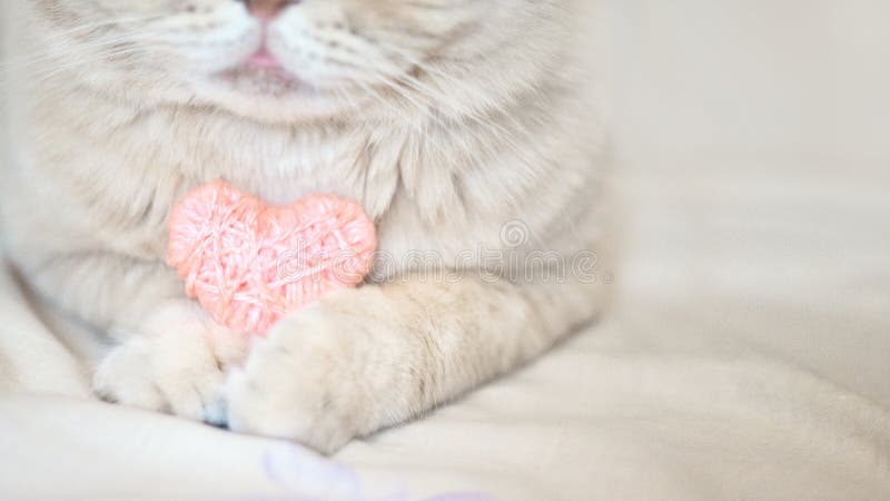 Cosiness, love, Valentine's Day concept. Pink heart in the paws of cat close up. The Scottish cream tabby cat with pink heart in paws. selective focus